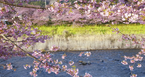 河津桜の花